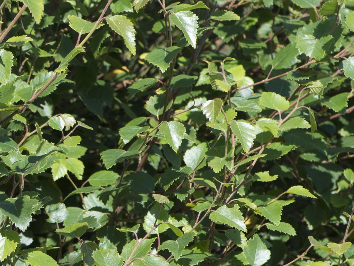 Betula pubescens